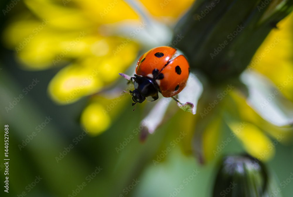 Obraz premium Ladybug