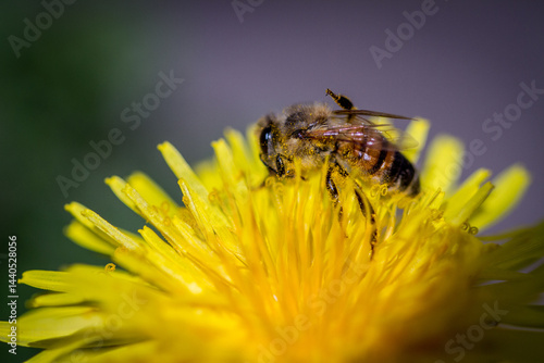 Busy Bee