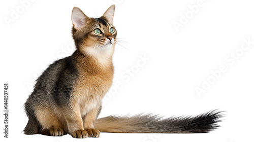 Obraz na płótnie Somerset cat sitting regally looking left against a clean white background. w salonie