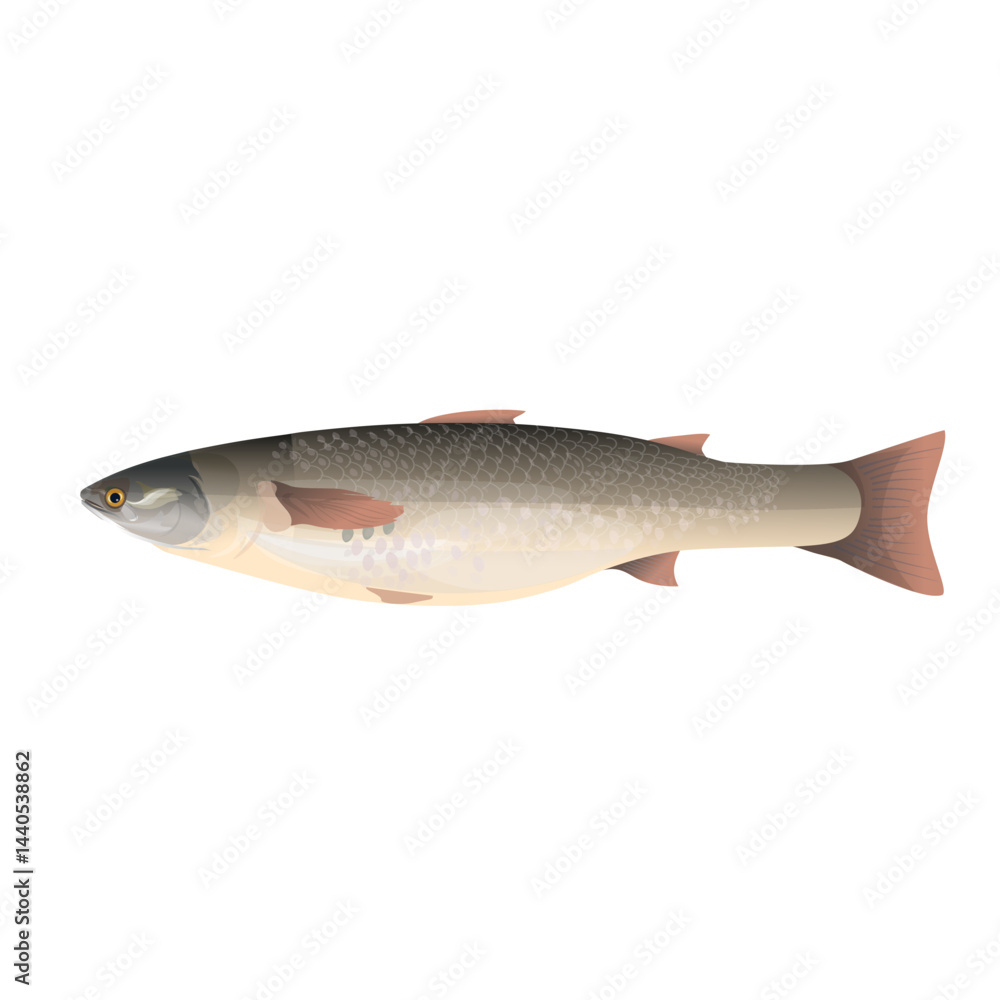 Obraz premium Fresh redlip mullet fish. So iuy mullet image in realistic style. Vector illustration isolated on white background