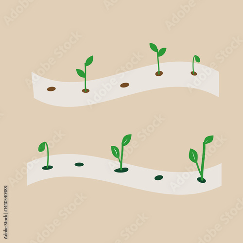 Two rows of seedlings sprouting in  fresh soil
