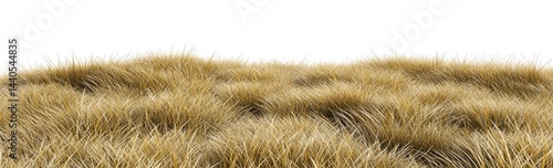 Golden, dry grass texture isolated on white background