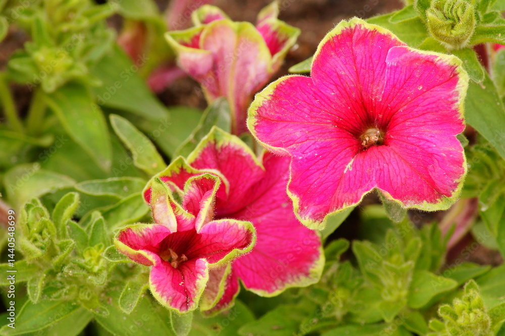 Fototapeta premium Blüte, Makro, Natur, Sommer