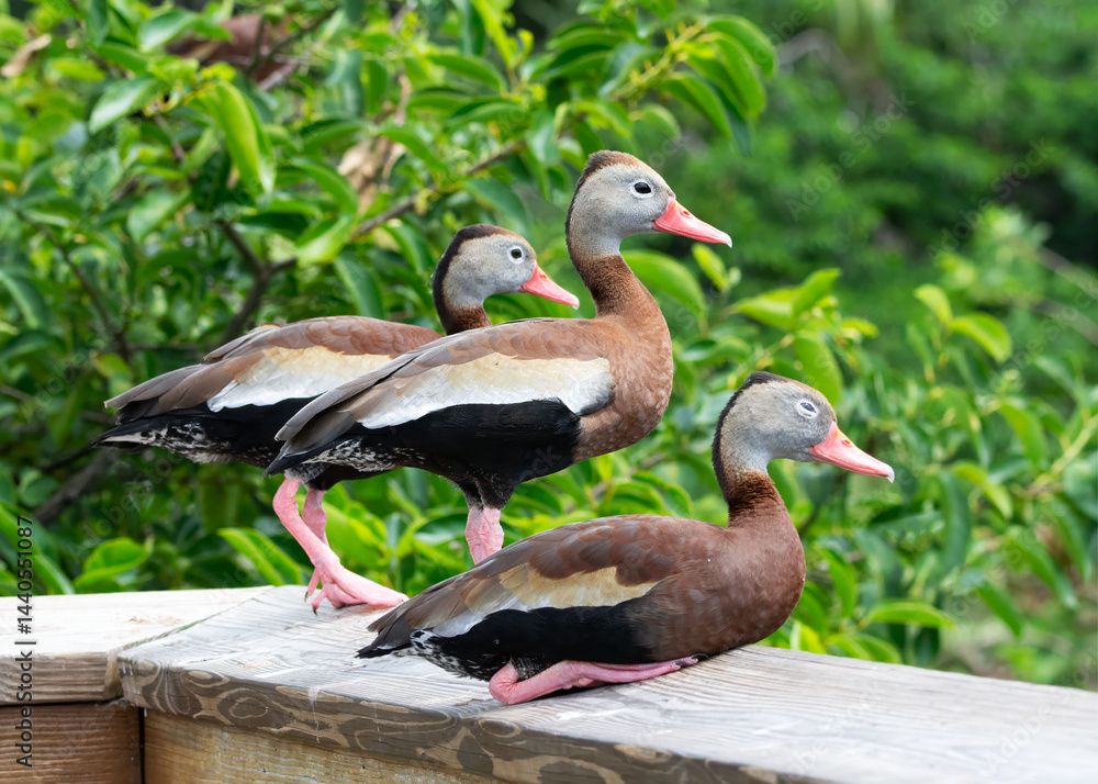 Three black-bellied whistling ducks with red beaks, long pink legs, mostly chestnut brown body, black belly and gray face are on a light beige wooden wall against a green leafy tree background. Three black-bellied whistling ducks with red beaks, long pink legs, mostly chestnut brown body, black belly and gray face are on a light beige wooden wall against a green leafy tree background.