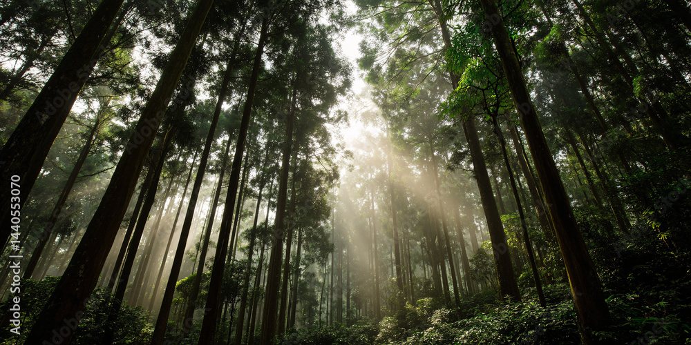 Fototapeta premium Enchanted Forest Sunlight Streaks Through Misty Woodland Ethereal Nature Scene Serene Woodland Ambiance Tranquil Forest Setting Atmospheric Landscape Woodland Scenery Natural Beauty 
