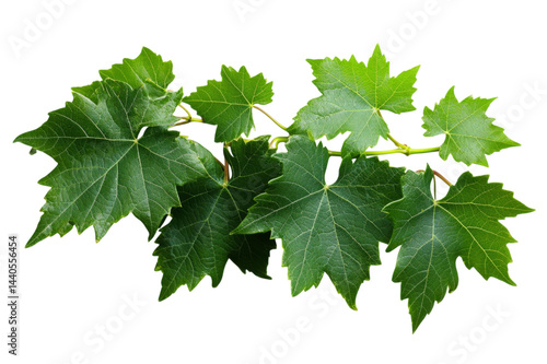 Wallpaper Mural Stunning Grapevine Leaves Against a Black Background . White background PNG Torontodigital.ca
