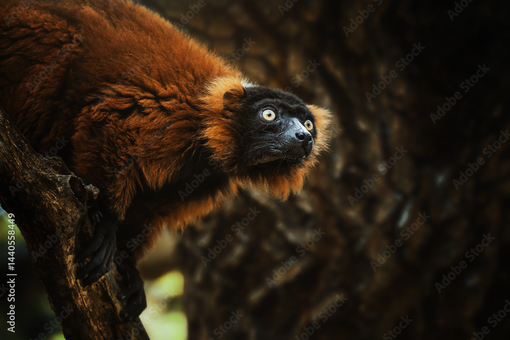 Fototapeta premium Black lemur young baby with mom (Eulemur macaco) 