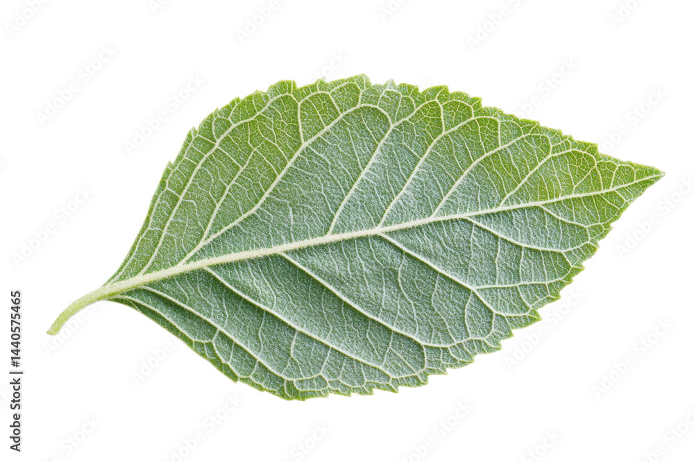Obraz premium Close-up of a Vibrant Green Leaf . White background PNG
