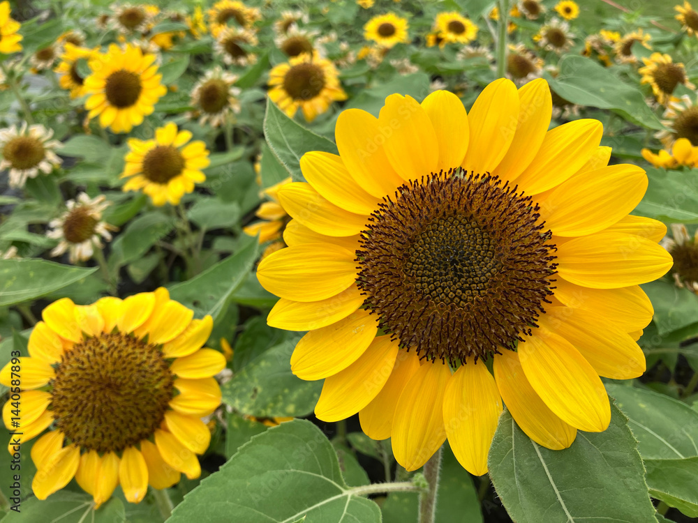 Obraz premium Close-up of vibrant yellow sunflowers in full bloom with a field of sunflowers in the background. Bright and cheerful summer floral landscape.