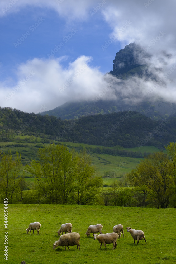Sheep grazed in the green meadows at the foot of Mount Beriain, surrounded by a natural landscape in Navarra.
