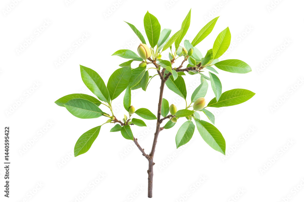 Fototapeta premium Delicate Branch with Fresh Green Leaves and Buds . White background PNG