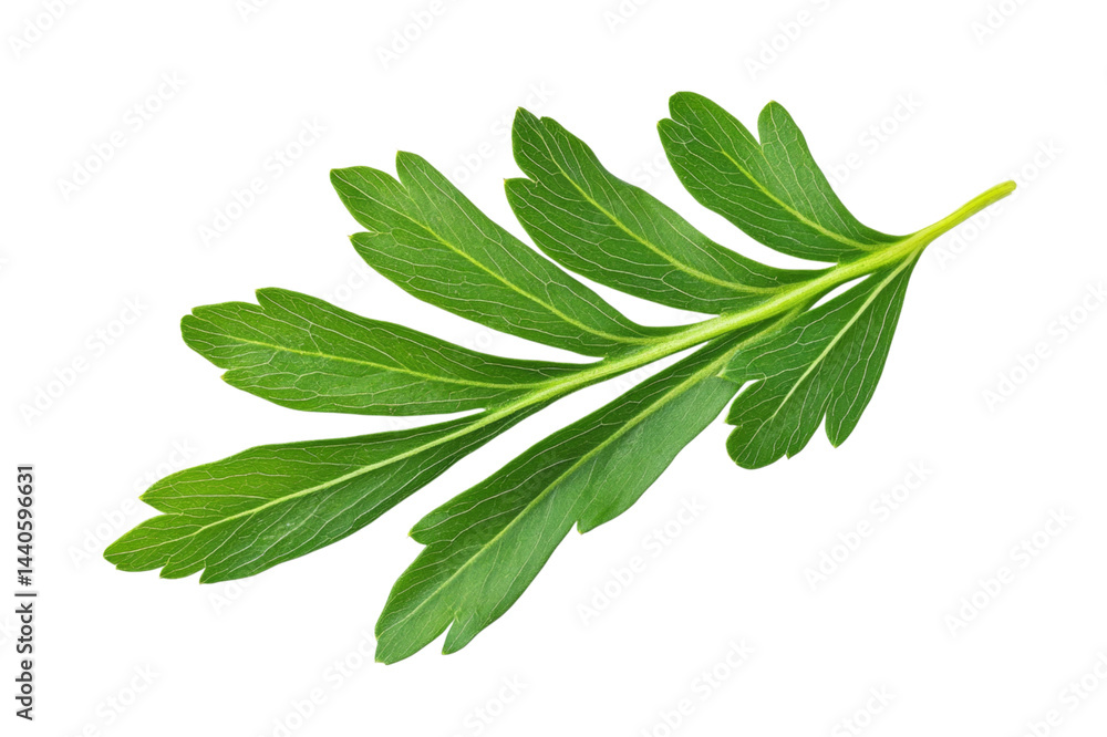 Obraz premium Closeup of a Vibrant Green Leaf . White background PNG