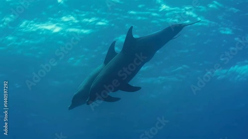 The movement of dolphins in groups and families on the water and under the sea is wonderful.Underwater filming