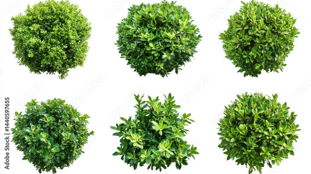 Set of evergreen garden bushes with soft, bushy green foliage on a white background. Set of evergreen garden bushes with soft, bushy green foliage on a white background.