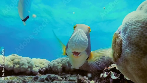 Wallpaper Mural Various fish live in the sea, and predators are looking for small fish. Torontodigital.ca