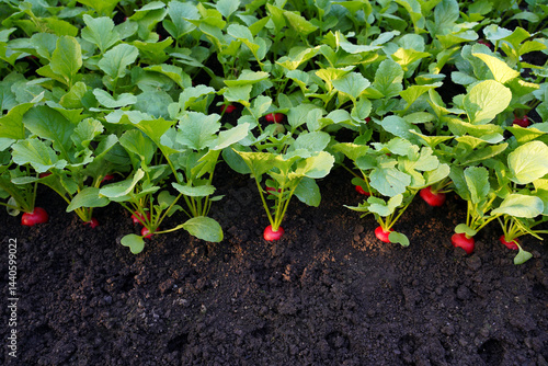Young red radish growing in the row. Friendly seedlings and natural organic product.