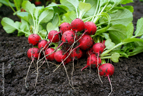 Bunch of freshly picked radishes with  green tops on soil. Organic farm harvest, agricultural products, natural red radish.  