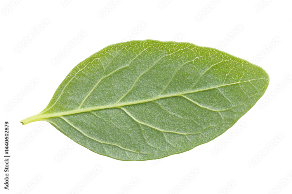 Obraz premium Closeup of a Vibrant Green Leaf . White background PNG