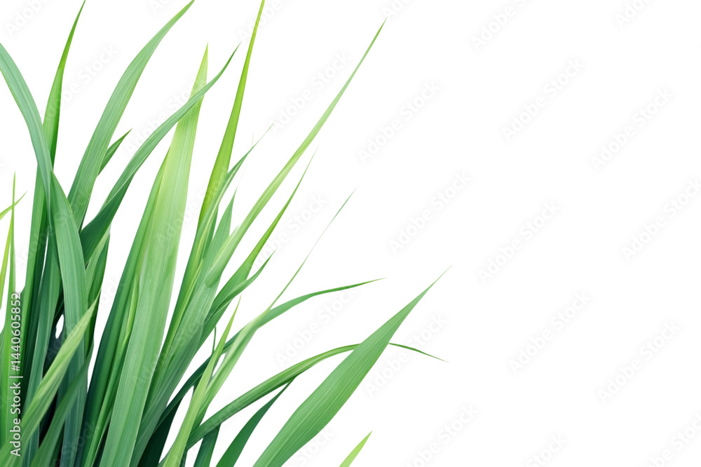 Fototapeta premium Close-up of Lush Green Grass . White background PNG