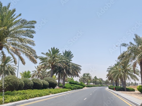 Palm Tree, View of Palm tree with Blue SKY background, Date tree or Arabic palm tree with Date on it Palm trees with Dates fruits on its, trees are Loaded with bunches of fruits Healthy food Date Plam