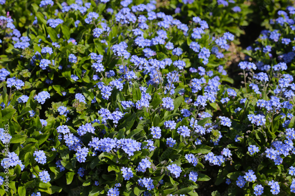 Naklejka premium Blue forget me not flowers