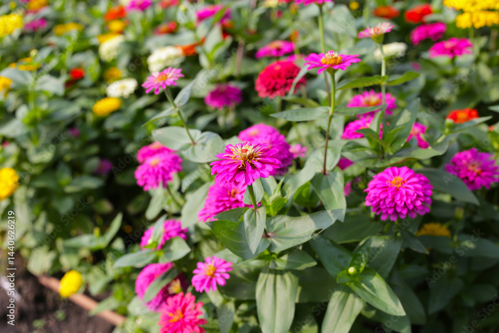 Fototapeta premium Colorful zinnias in full bloom