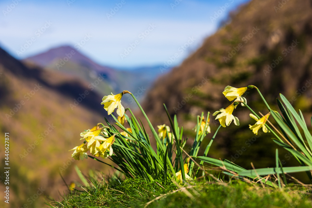 Bicolored narcissus flower in its natural habitat around the Ars Waterfall, in the Pyrenees region of Haut-Couserans, Ariège
