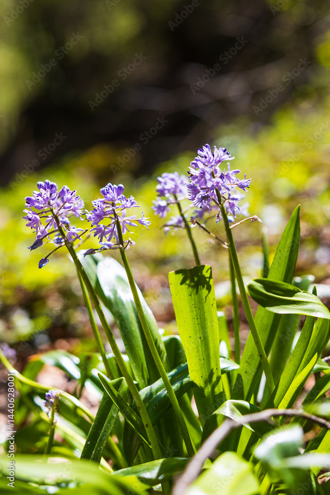 Obraz premium Hyacinth Squill Flower by a Path in its Natural Habitat near the Ars Waterfall, in the Pyrenees Region of Haut-Couserans, Ariège