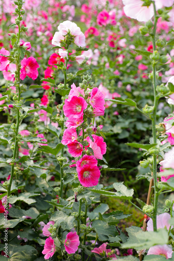 Obraz premium Beautiful hollyhock flower in the park