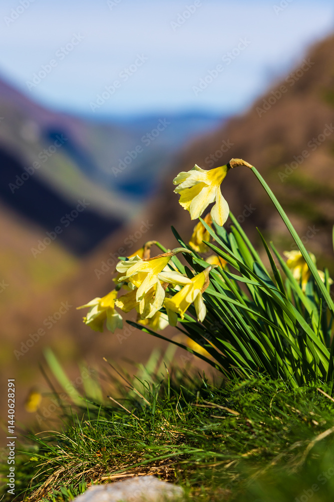 Bicolored narcissus flower in its natural habitat around the Ars Waterfall, in the Pyrenees region of Haut-Couserans, Ariège