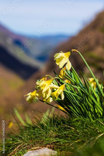 Obraz na płótnie Bicolored narcissus flower in its natural habitat around the Ars Waterfall, in the Pyrenees region of Haut-Couserans, Ariège w salonie