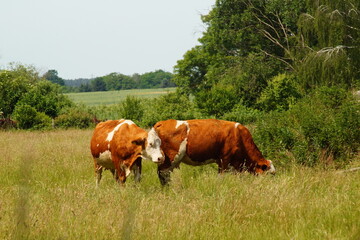 Crédence de cuisine  Tier, Tierhaltung, Rind, Kuh mit Kalb, Natur, Sommer  © Alexander