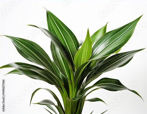 dracaena isolated on white background the leaves are beautiful detail