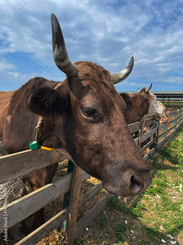 Bild auf Leinwand Close-up of a Brown Cow With Horns in a Farm Setting, Showcasing Rural Life Unde