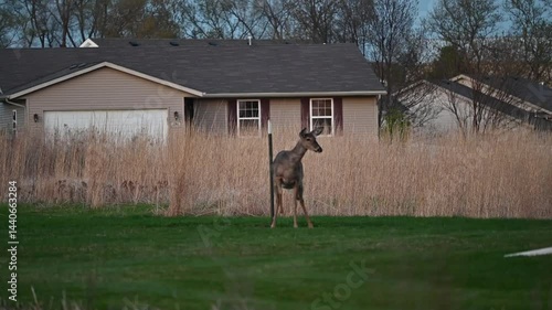 Deer in the Backyard