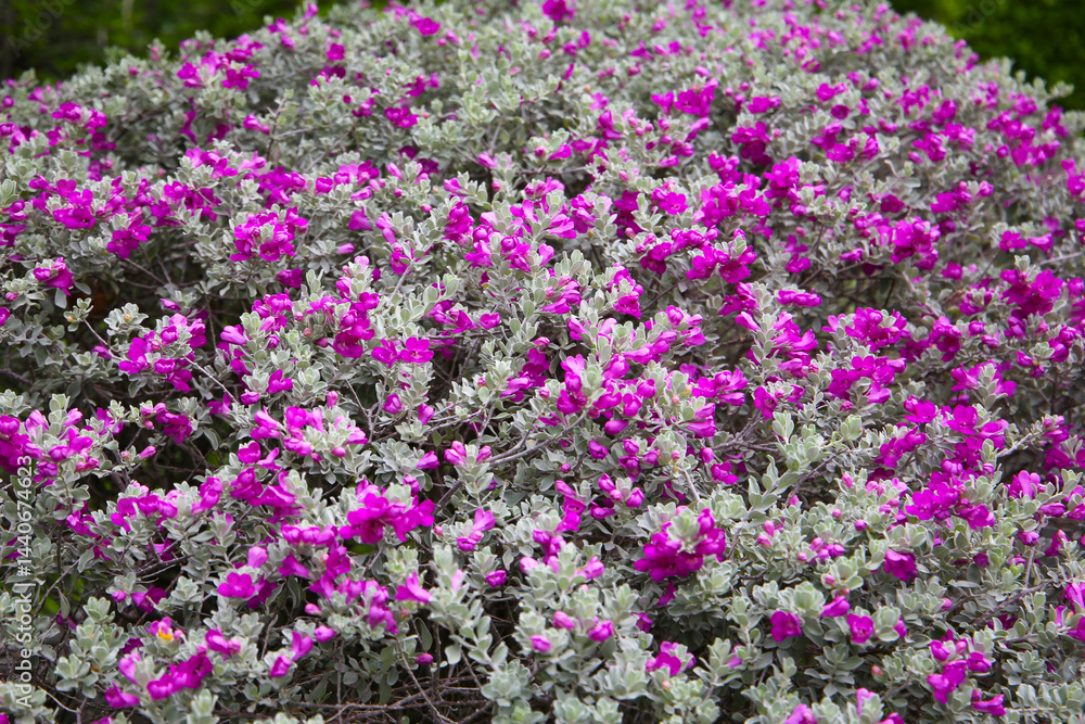 Naklejka premium Leucophyllum frutescens plant in the garden