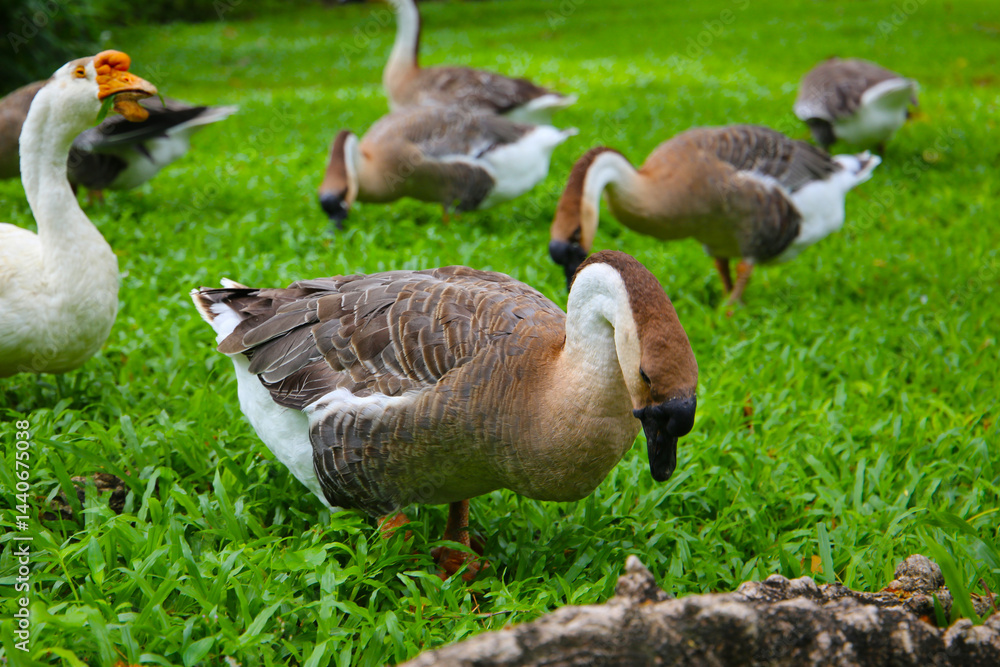 Obraz premium A group of geese on a lush green lawn