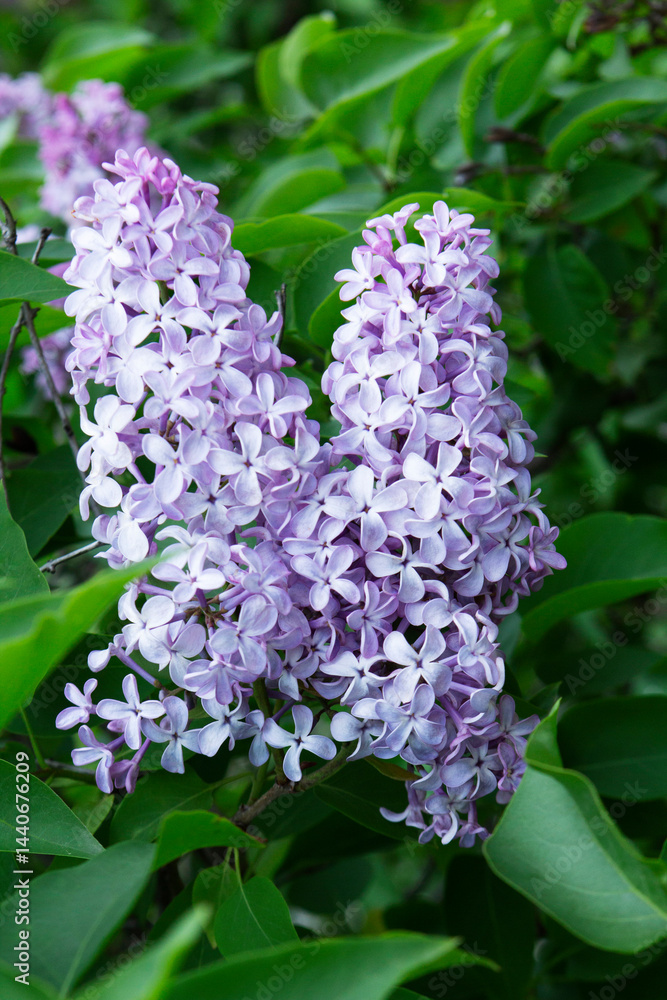 Branches of blooming lilacs in a spring park, selective focus.