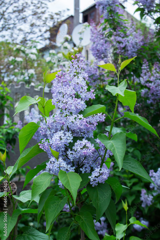 Branches of blooming lilacs in a spring park, selective focus.