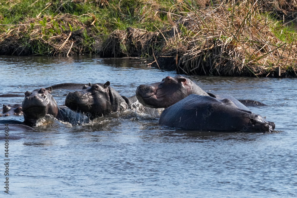 Nilpferde im Grenzgebiet von Namibia zu Botswana im Fluss Nilpferde im Grenzgebiet von Namibia zu Botswana im Fluss
