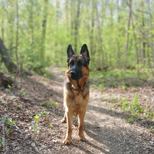 Female german shepherd dog exploring the forest trail
