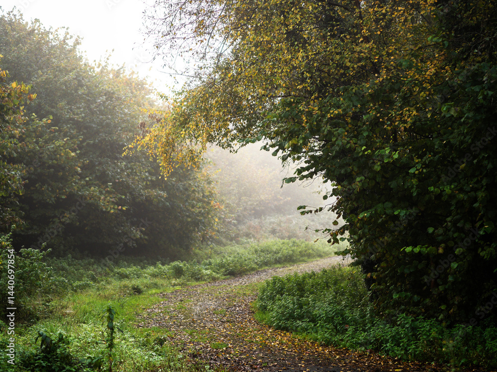 Footpath in a autumn park with green leaves on trees and brown on the walk surface. Mist in background adds image surreal and cool touch. Moody fall nature scene.