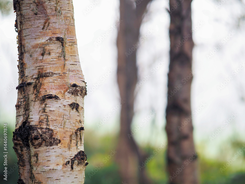 Birch tree in focus, forest in a mist out of focus. Calm and relaxing nature scene. Fog in a park. Nobody.