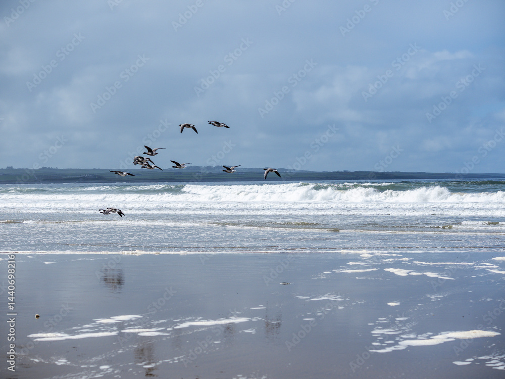 A flock of wild birds flying low over the ocean. The sky is cloudy and the water is choppy. Seasonal migration and looking for a better place to live concept.