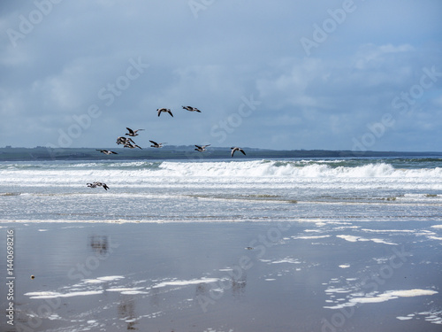 Obraz na płótnie A flock of wild birds flying low over the ocean. The sky is cloudy and the water is choppy. Seasonal migration and looking for a better place to live concept. w salonie