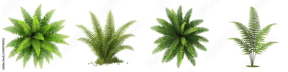 Set of a fern plant, isolated on a transparent background. Set of a fern plant, isolated on a transparent background.