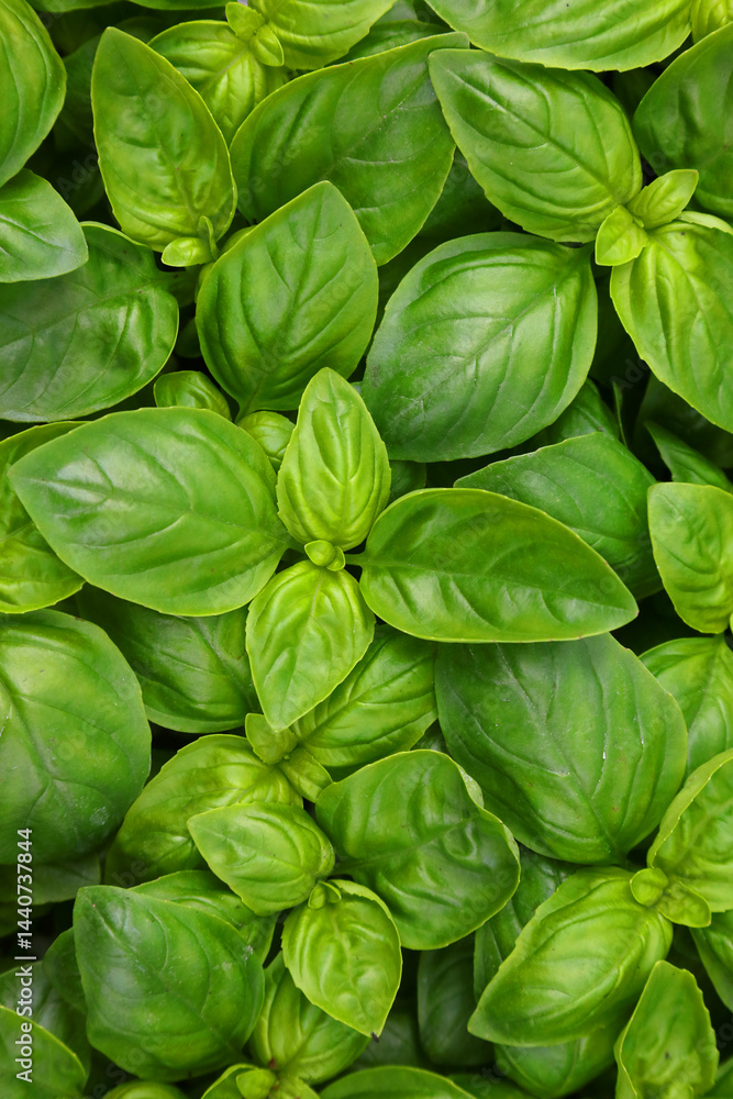 green leaves of fragrant BASIL plant ideal for tasty and fresh recipes of Mediterranean culture