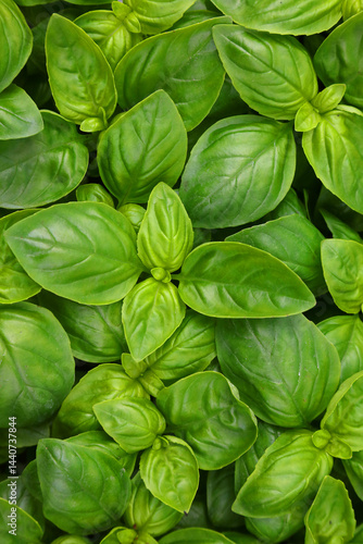 Obraz na płótnie green leaves of fragrant BASIL plant ideal for tasty and fresh recipes of Mediterranean culture w salonie