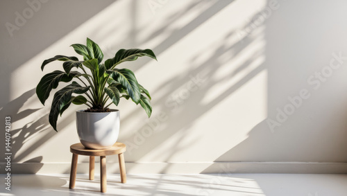 Obraz na płótnie Minimalist Corner Vignette Wooden Stool Plant Stand Plaster Wall w salonie