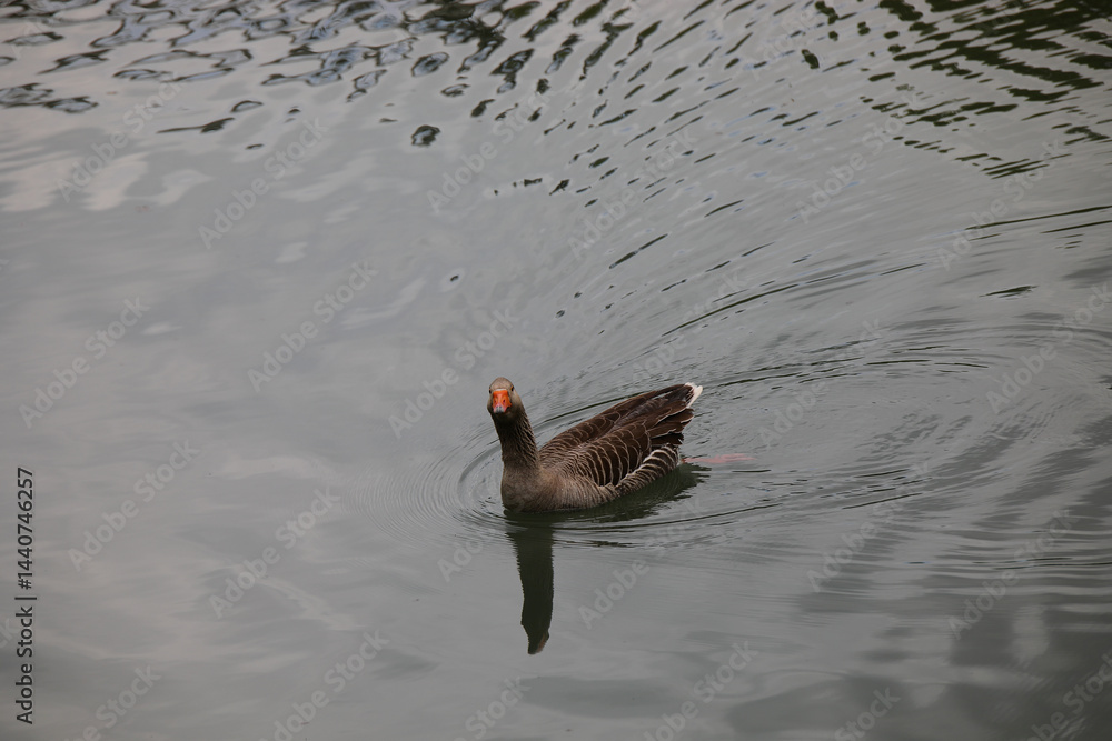 duck looking up while swimming in the water of the pond